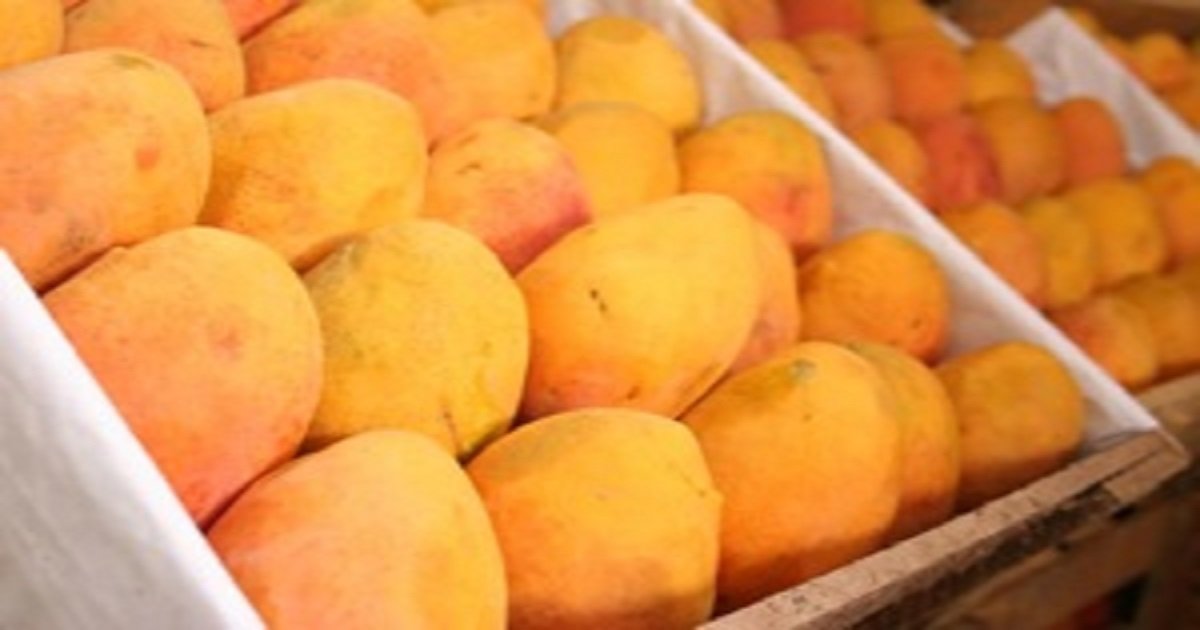 Mango Companies in Pakistan